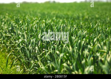 Grünes saftiges Gras am sonnigen Tag auf dem Feld Stockfoto