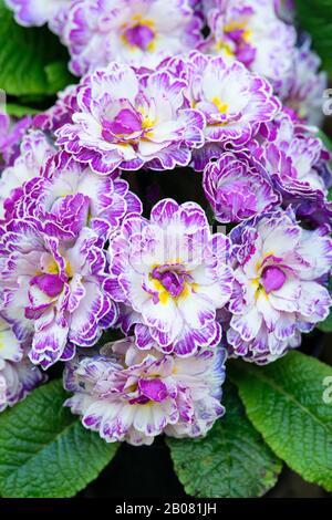 Primula Vugaris Belarina, Amethyst Ice Stockfoto