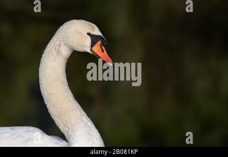 Weißer Mute Swan (Cygnus olor) Kopf und Hals, Seitenansicht, mit Kopierbereich. Stockfoto