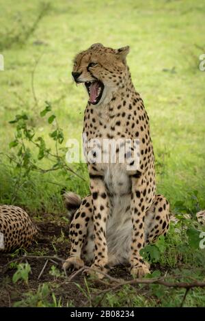 Männlicher Gepard sitzt weit unter Baum gähnend Stockfoto