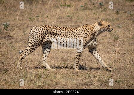 Männlicher Gepard läuft bei Sonnenschein über Gras Stockfoto