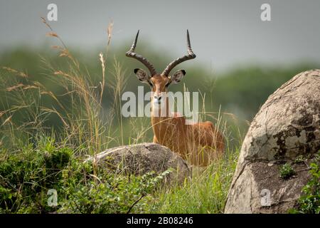 Männliche Impala liegt in einer Gras-Augenkamera Stockfoto