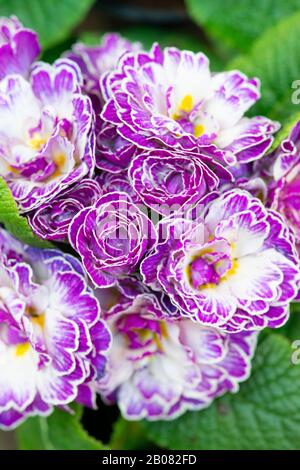 Primula Vugaris Belarina, Amethyst Ice Stockfoto