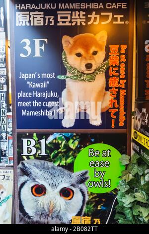 Japan, Honshu, Tokio, Harajuku, Takeshita Dori, Animal Cafe Sign Stockfoto