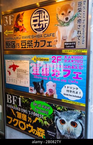 Japan, Honshu, Tokio, Harajuku, Takeshita Dori, Animal Cafe Signs Stockfoto