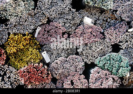 Nahaufnahme von Stahlstäben, die am Ende mit verschiedenen Farben markiert sind, um die Identifizierung zu erleichtern, die in der asiatischen Bauindustrie häufig verwendet wird Stockfoto