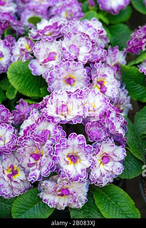 Primula Vugaris Belarina, Amethyst Ice Stockfoto