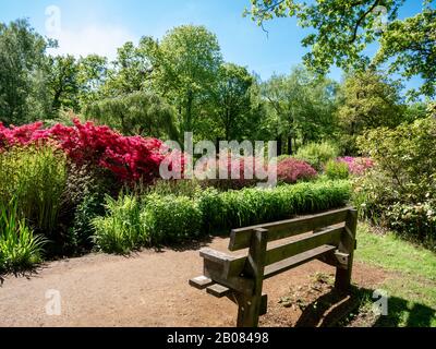 Der königliche Garten der Plantage von Isella im Richmond Park im Frühling, in London, England Stockfoto
