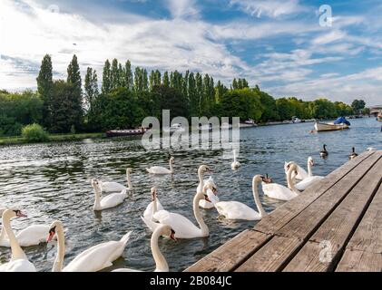 Riverside von Richmond Upon Thames am frühen Morgen mit weißen Schwänen in der Nähe des Docks in London Stockfoto