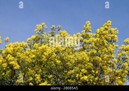 Akazie Dealbata Baum gelbe Blumen blühen Stockfoto