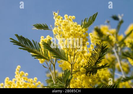 Detail der Akaziendealbata blühende gelbe Blumen Stockfoto