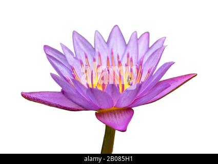 Rosafarbene lotusblüte mit auf weiß isoliertem Stamm Stockfoto