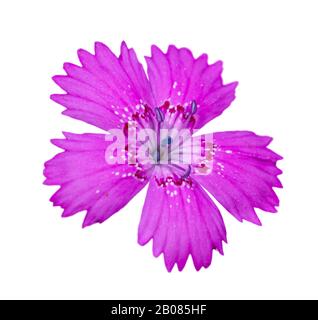 Jungfernpink (Dianthus deltoides) Blumendetail auf weiß isoliert Stockfoto