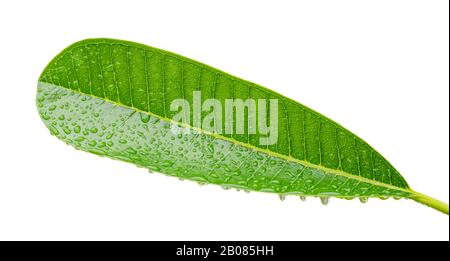 Frangipani, plumeria, Tempelbaumblatt mit Wassertropfen isoliert auf Weiß Stockfoto