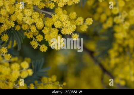 Detail der Akazien Dealbata gelbe Blumen blühen Stockfoto