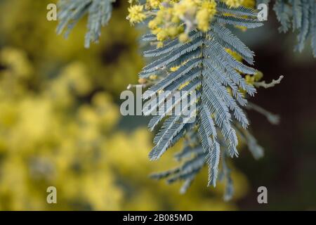 Detail der blühenden Akazien Dealbata silbrig blaue Blätter Stockfoto