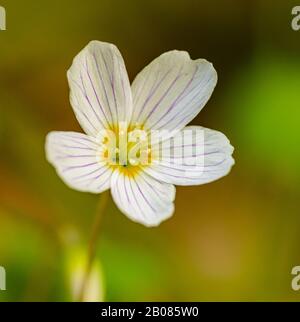 Einzelne weiße gemeine Holzsorrel (Oxalis acetosella) Blume, Detail Stockfoto