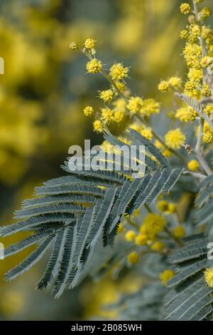 Detail der blühenden Akazien dealbata silbrig grünen Blätter Stockfoto