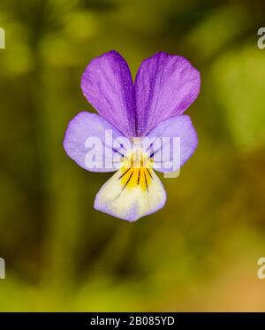 Viola tricolor, auch bekannt als Johnny Jump Up, Heartsease, Heart's Ease, Heart's Delight, Tickle-my-Fancy, Jack-Jump-up-and-Kiss-me, Come-and-Cuddle-me Stockfoto