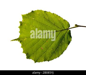 Grünes Blatt von Haselbaum in Rückenlicht, isoliert auf Weiß, Detail Stockfoto