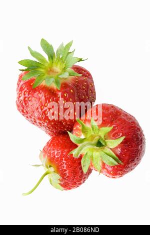 Reif und saftig haben gerade ganze Erdbeeren aus der Rebe gepflückt. Angebaut auf einer Biofarm in Maryland USA.