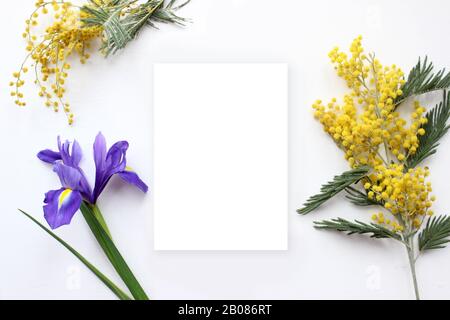 Weiße Karte mit den Frühlingsblumen Mimosa und Iris, aufgemäht Stockfoto