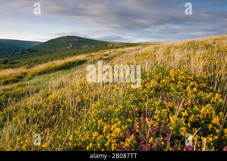 Gorse und Heather auf Bonehill Down im Spätsommer im Dartmoor-Nationalpark mit Bonehill Rocks Beyond, Devon, England. Stockfoto