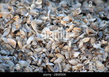 Am Strand wurden Muscheln Gewaschen Stockfoto