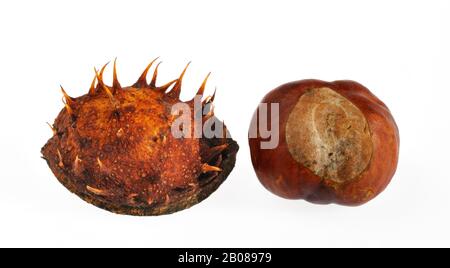 Kastanienkonker (Aesculus hippocastanum) und stachelige Schalen/Würfel vor weißem Hintergrund Stockfoto