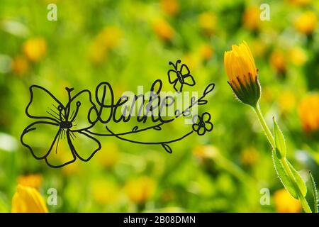 Gelbe Frühlingsblumenwiese, Kalligraphie Danke Heißt Danke Stockfoto