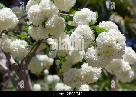 Schöner Blumenhintergrund voller frisch blühender weißer Hydrangea im Frühling. Seitenansicht. Tageslicht. Weicher selektiver Fokus. Horizontale Ausrichtung. Stockfoto
