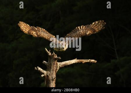 Große gehörnte Eule im Flug Stockfoto
