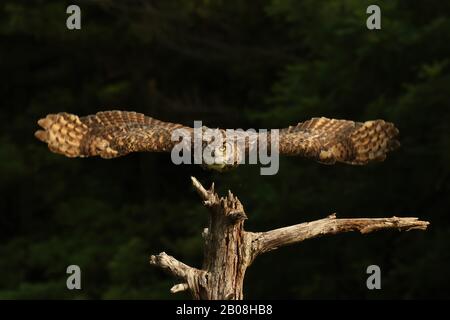 Große gehörnte Eule im Flug Stockfoto