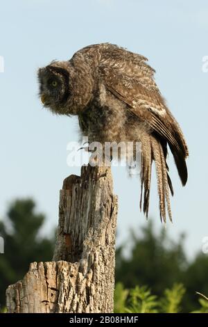 Junge große graue Eule Stockfoto
