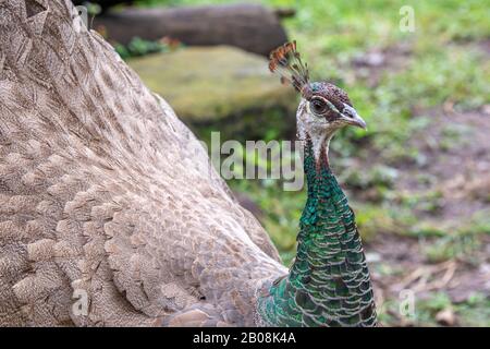 Peacock oder genauer Peahen Stockfoto