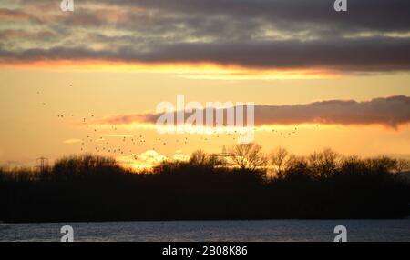 Sonnenuntergang im Attenborough Nature Reserve, Nottinghamshire. Stockfoto