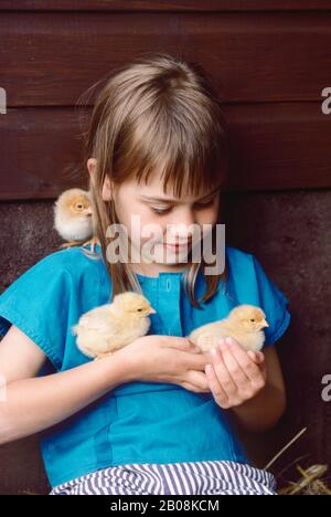 Junges Mädchen, das frisch geschlüpfte Hühnerküken, drei, in einem Hühnerhaus hält Stockfoto