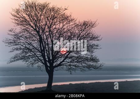 Lever de soleil sur la baie de Somme, arbre au Premier-Plan Stockfoto