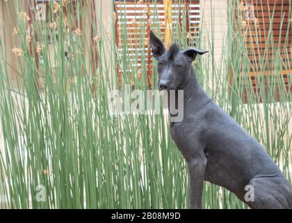 Der peruanische haarlose Hund Perro Calato oder der peruanische Inka Orchid reicht bis in die Zeit vor den Inka zurück. Stockfoto