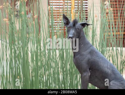 Der peruanische haarlose Hund Perro Calato oder der peruanische Inka Orchid reicht bis in die Zeit vor den Inka zurück. Stockfoto