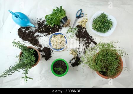 Gartenarbeit mit Gießkanne, Schere, gerouteten Samen. Mikrogrüns und Gartenraum-Konzept für den Innenbereich. Grüne Gewürze Rosmarin und Oregano-Pflanze auf der Lasche Stockfoto