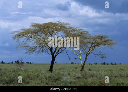 TANSANIA, SERENGETI, GELBFIEBER-AKAZIE Stockfoto