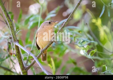 Haus Wren (Troglodytes Aedon) thront auf einem dünnen Zweig in Laub - erschossen in Trujillo, Peru Stockfoto