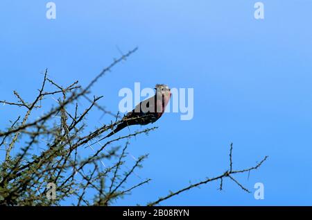TANSANIA, SERENGETI, FLIEDER-REIHIGE WALZE Stockfoto