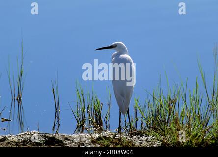 TANSANIA, KRATER NGORONGORO, GROSSER WEISSER EGRET Stockfoto