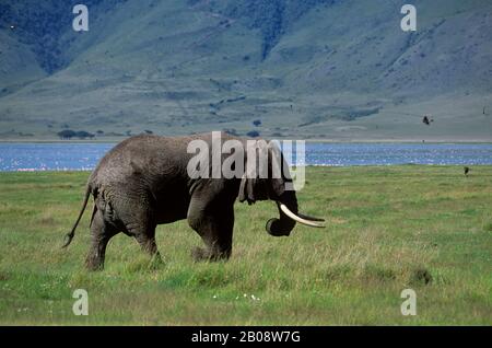 TANSANIA, KRATER NGORONGORO, ELEFANTENBULLE Stockfoto