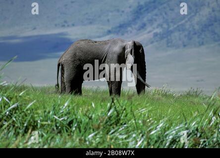 TANSANIA, KRATER NGORONGORO, ELEFANTENBULLE Stockfoto