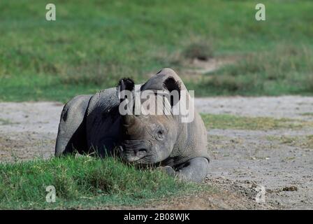TANSANIA, KRATER NGORONGORO, SCHWARZES NASHORN, RUHT Stockfoto