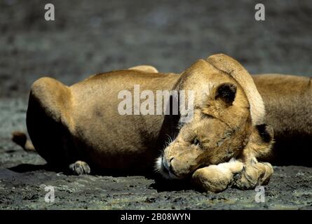 TANSANIA, KRATER NGORONGORO, LÖWIN SCHLAFEND Stockfoto