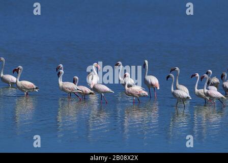 TANSANIA, KRATER NGORONGORO, KLEINERE UND GRÖSSERE FLAMINGOS Stockfoto